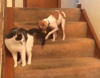 Collab AnimalsDT - spotted dog runs really quickly along staircase away from cat 