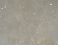 Black dog picks up shell from water