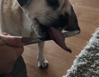 Pug licks knife in slow motion