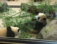 two pandas one falls