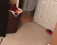 cat playing fetch with hair tie