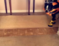 Collab Animals Dt - Black and White Dog In Life Jacket and Boots