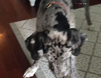 Big black spotted dog purple vacumn