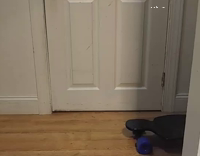 White Pitbull Rolls Past Doorway On Blue Skateboard