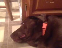 Collab AnimalsDT - Brown Dog Turns With Extreme Derp Face