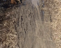Dog Rolls In Mud While Owner Begs Him To Stop