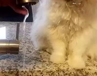 Flat face fluffy cat trying to catch stream of water