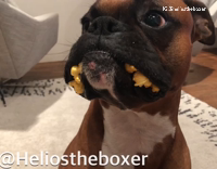 Dog hides popcorn in his mouth 