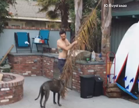 Dog helps owner remove dead palm leaf
