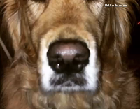 Labrador Has Long Drool