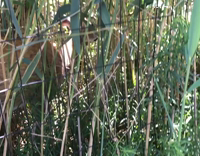 Deer pokes head through fence