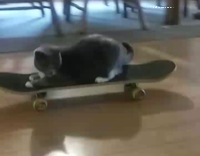 Cat rolls backward on skateboard