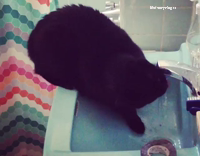 Black cat drinking water from blue facet 