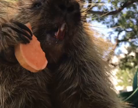 Porcupine eating sweet potato ring