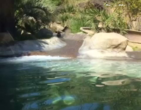Seals Riding Water Slide