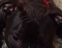 Dog is afraid of blow dryer 