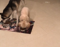 Dog eats with his ears 