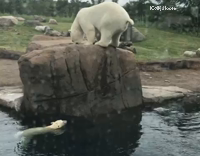 polar bear pooping on on other polar bear 