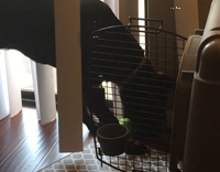 large black dog tennis ball