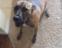 Dog howls and barks when asked