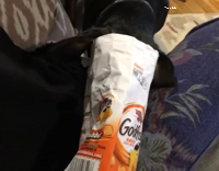 Dogs head stuck inside bag of goldfish crackers