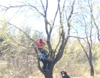Boy Climbs Rotten Tree Fall 