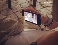 Cockatiel plays with video of himself. 