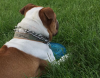 Dog park blue frisbee howls sirens