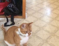 cat falls on back after failed catch