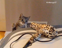 Cat slaps cheetah print hairdryer