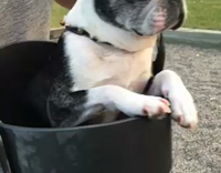 Frenchie in a Swingset Black and White Dog on Swing