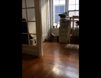 Cat Sneezing Uncontrolably Set to Techno