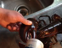 Use Live Lobster to Open Beer