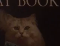 Cat on Book Looks Like Real Life Cat Stting Next to it