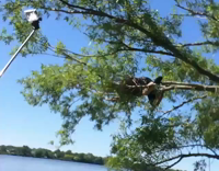 Blue Tanktop Guy Falls Out of Tree Into Water When Branches Break
