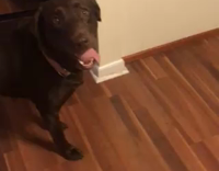 Chocolate Lab Gets Protien Shake Out of Refrigerator and Thows Away Empty Bottle