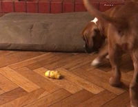 Puppy has a love hate relationship with lemon peels