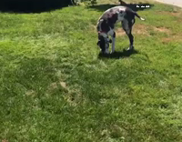 dog plays dead to avoid leaving