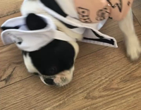 dog upside down wearing costume