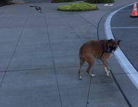 Collab AnimalsDT - Brown Dog Getting Chased By Bird