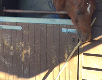 dog giving horse broom and horse taking it 