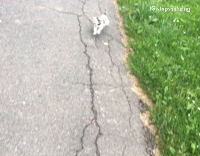 tiny white cat trampled by man