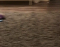 Dog spins out of control 