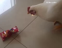 chicken eating cracker from the ground