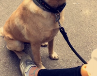 Happy brown dog eating vanilla ice cream cone