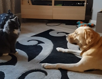 [Third Party] Collab AnimalsDT - Brown Cat Jumps On Orange Dog In Front Of Tv