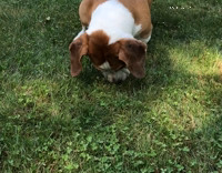 Brown white dog rolling around in grass