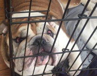 bulldgo lays lazily in kennel