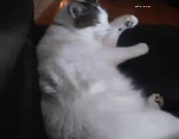 weird cat licking self