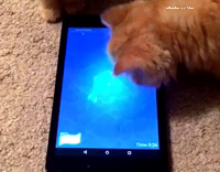 Orange Cats Playing With Fish Game on A Tablet